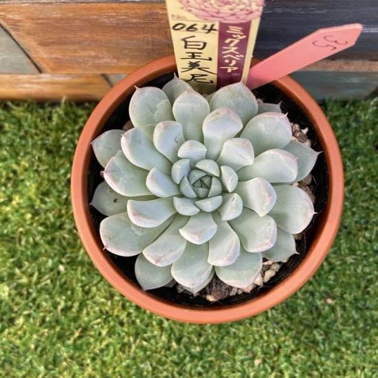 ミックスベリア 白玉美尼 現物商品 - 多肉植物 人気の多肉植物