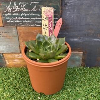 ߥå٥ꥢ   ӡ饤ࡡʪ