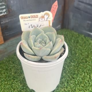 No1  ѥ륹Ρʪ