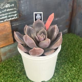 No.21 Black Duck  ʪ