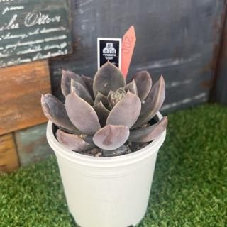 No.21 Black Duck  ʪ