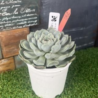 椭ġᥭݥǥ󥷥߹ޥ饴ʪ