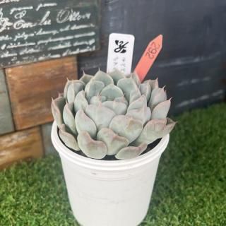 椭ġʥ٥Х꡼߹ޥ饴ˡߥʪ