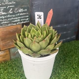 椭ġȡꥢߥ󥼥ʡʪ