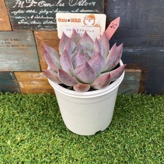コロラータアテマハック×コロラータ 現物商品 - 多肉植物 人気の