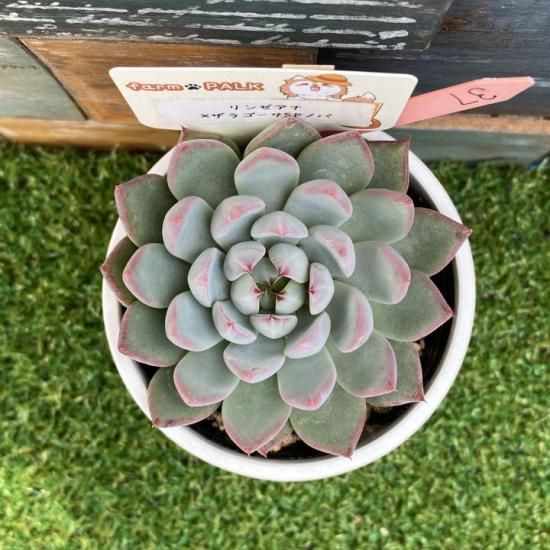 超希少　おらいさん苗　ザラゴーサSPノバ　札付き　花芽付き　多肉植物 おらいさん苗 ザラゴーサSPノバ 希少 おらいさん苗 ザラゴーサSP