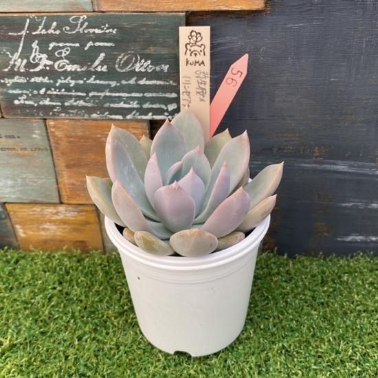 Bear cub leaf苗 弥生桜x（リンゼアナxヒスイ） 現物商品 - 多肉植物