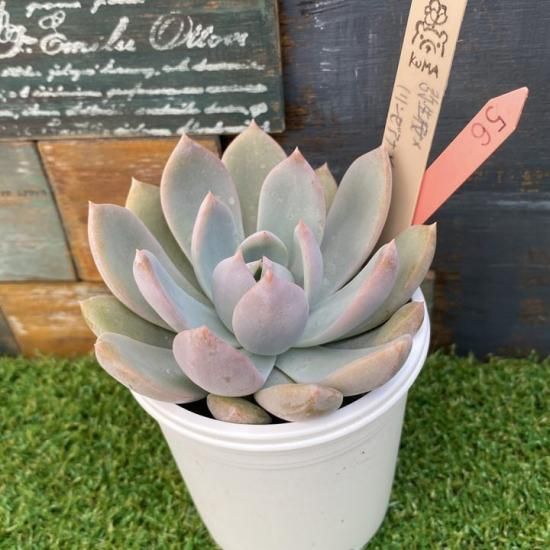 Bear cub leaf苗 弥生桜x（リンゼアナxヒスイ） 現物商品 - 多肉植物