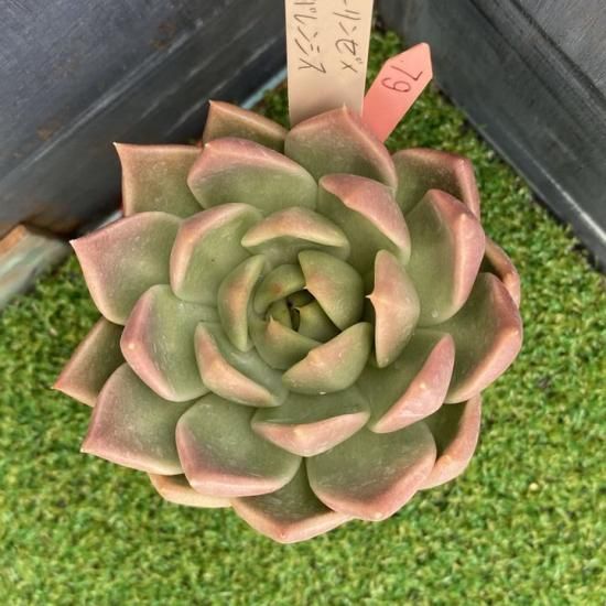 多肉植物　専用 Bear cub leaf苗 ホーリンゼxトバレンシス 現物商品 - 多肉植物