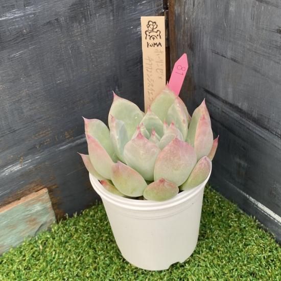 見比べ画像　多肉植物 85f1a710657e66724381de8dfa01c8