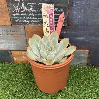 ミックスベリア 花占い   現物商品