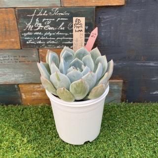 Bear cub leafġȥꥯեΥx饳ʪ