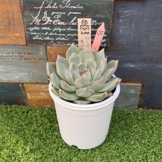 Bear cub leafġۡx饴ʪ