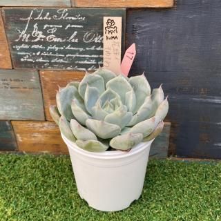 Bear cub leafġּx綠ʪ