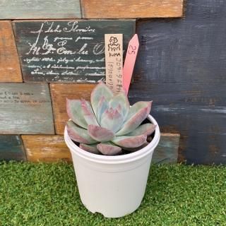 Bear cub leafġ顼ե(Ӷ̡xʥۥꥳxꎲˡʪ