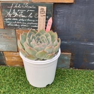 Bear cub leafġ󥹥֥ޥx꡼֥åࡡʪ