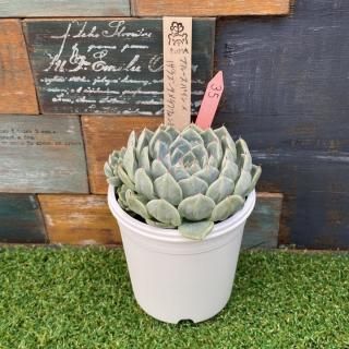 Bear cub leafġ֥롼ѥxʥ饴x泌󥷥F2ˡʪ