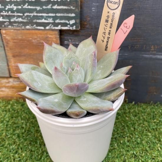 nicori苗 colorata var branditii x中里リンゼアナ 現物商品