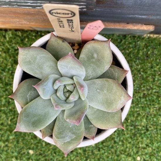 nicori苗 宮田コロラータx ホリコロ 現物商品 - 多肉植物 人気の