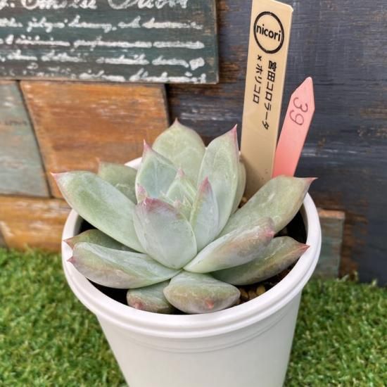 多肉植物 エケベリア 中里リンゼアナxホリコロ SSSさん苗 SSSさん苗