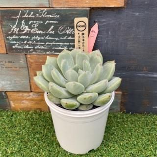 nicoriġޥ饴x 饳ʥܥƥ̼˸ʪ