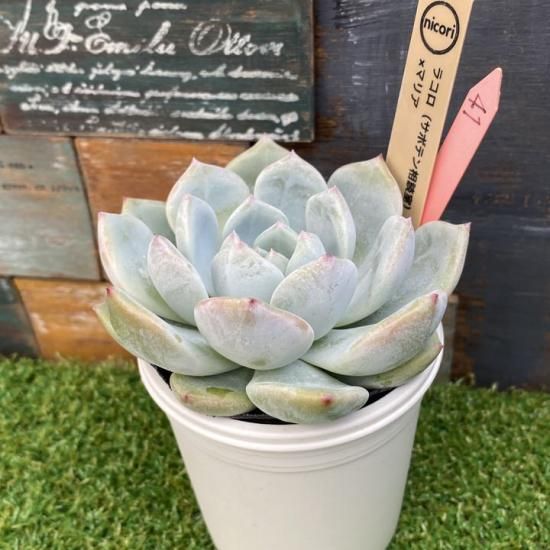 サボテン相談室 ホリコロ サボテン相談室さんであれこれ | コキリノSucculents Life