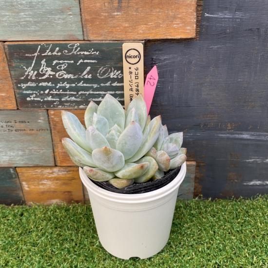 m*u様 サボテン相談室 ホリコロ 2025年最新】サボテン相談室の人気アイテム - メルカリ