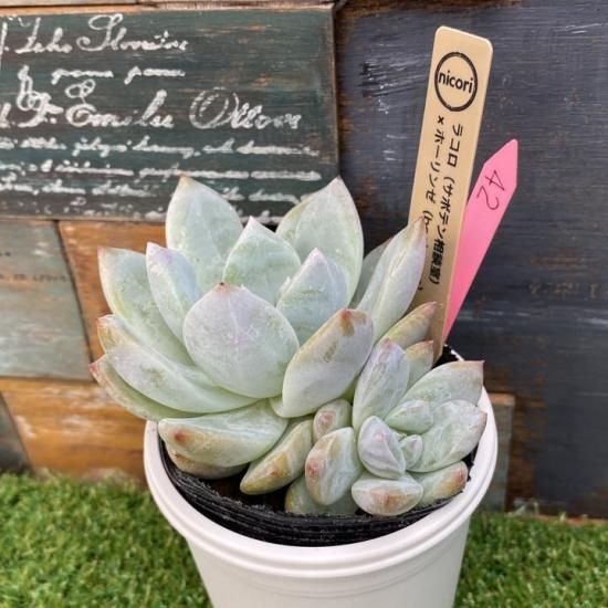 m*u様 サボテン相談室 ホリコロ 2025年最新】サボテン相談室の人気アイテム - メルカリ