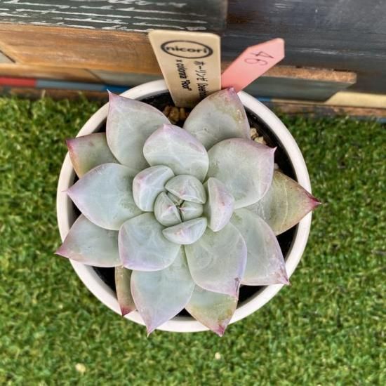 nicori苗 ホーリンゼ(beehouse)x colorata 