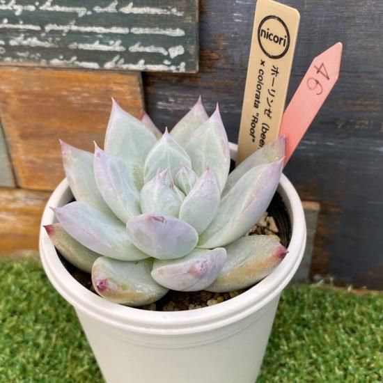 れ*げ様 ホーリンゼ　クローン　カキコ　土付き発送　多肉　ビーハウス れ*げ様 ホーリンゼ クローン カキコ 土付き発送 多肉 ビー