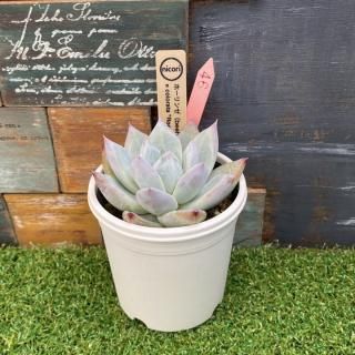 nicoriġۡ(beehouse)x colorata 