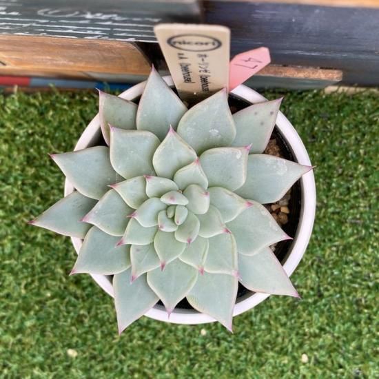 nicori苗 ホーリンゼ(beehouse)x A(beehouse) 現物商品 - 多肉植物