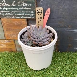 nicoriġ ŷxۡ(beehouse)ʪ