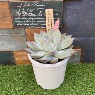 nicoriġcolorata var branditii x󥼥(bonobono)  ʪ