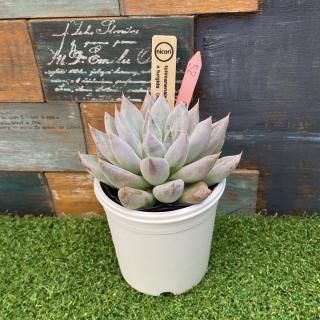 nicoriġ tolimanensis Rio Toliman x turgida(Kohres)ʪ