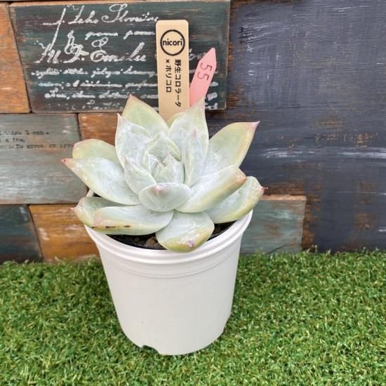 多肉植物 エケベリア コロラータアテマハックxホリコロ 札付き 極上株