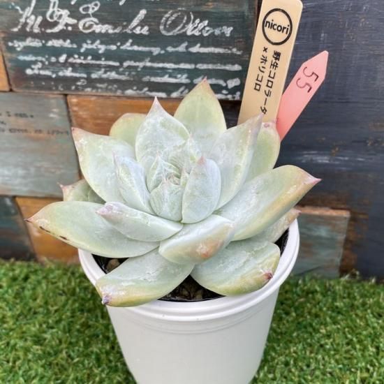 nicori苗 野生コロラータx ホリコロ 現物商品 - 多肉植物 人気の多肉