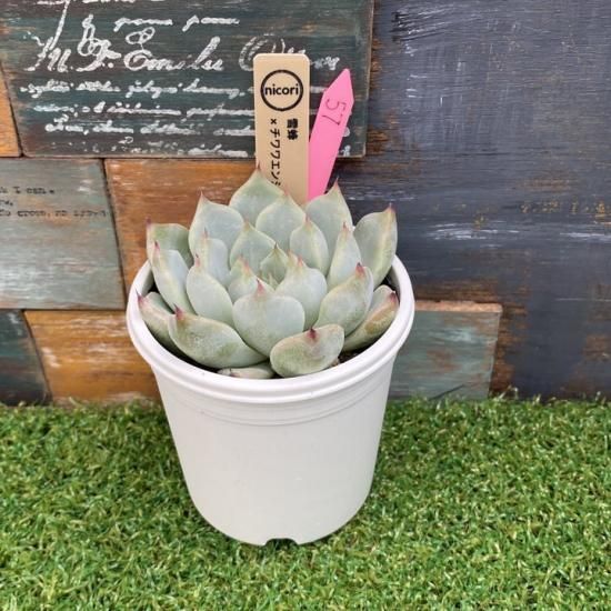 ❁﻿美苗❁チワワエンシス❁ 現品 抜き苗 多肉植物 寄せ植え ❁﻿美苗❁チワワエンシス❁ 現品 抜き苗 多肉植物 寄せ植え