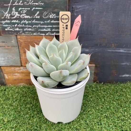 nicori苗 雪蜂x チワワエンシス 現物商品 - 多肉植物 人気の多肉