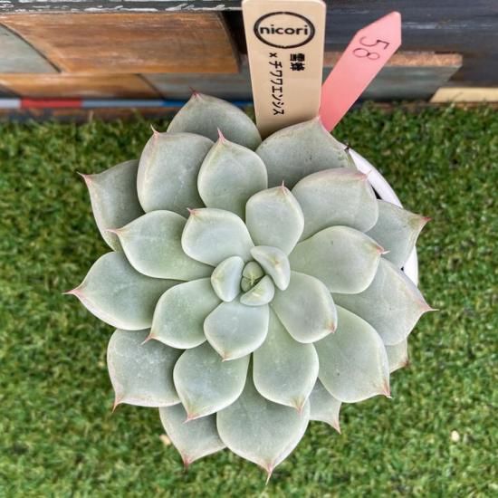❁﻿美苗❁チワワエンシス❁ 現品 抜き苗 多肉植物 寄せ植え 多肉植物 ❣️チワワエンシス❣️韓国苗育成 抜き苗 b10 - メルカリ