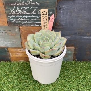 nicoriġޥץɥ˥x 泌󥷥 ʪ