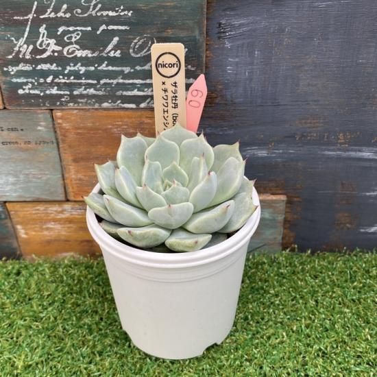 多肉植物 セット販売日、決めました | コキリノSucculents Life