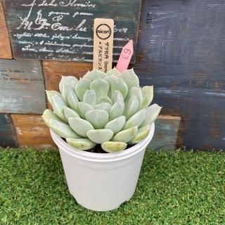 nicoriġ鲴ð(bonobono)x ӥ(bonobono) ʪ