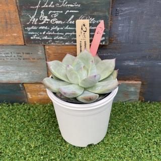 nicori�ġ� colorata 