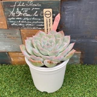 nicoriġAlbi-Face(ܥƥ̼x shaviana Mine Asbestos ʪ