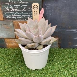 nicoriġ ᥪx  ٥Х꡼ʪ