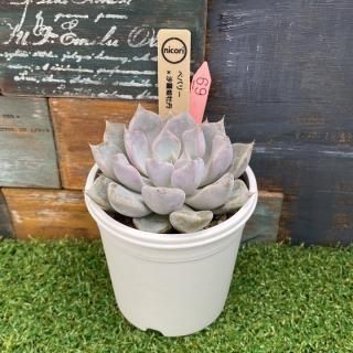 nicoriġ ٥Х꡼xɱðʪ