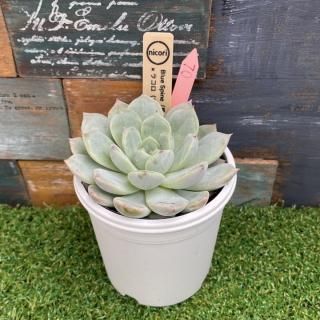 nicoriġ Blue Spine(Ӷ̱ x饳(ܥƥ̼ˡʪ