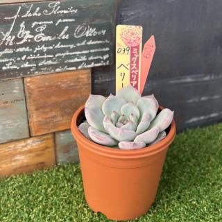 ߥå٥ꥢ٥꡼ե졡ʪ