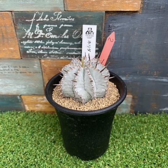 ホリダ 現物商品 - 多肉植物 人気の多肉植物 多種類の多肉植物通販専門